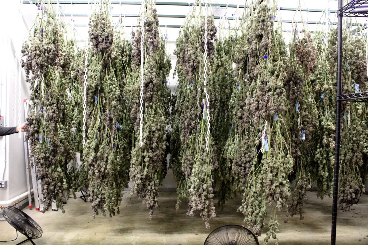 Cured Cannabis Resin Uses